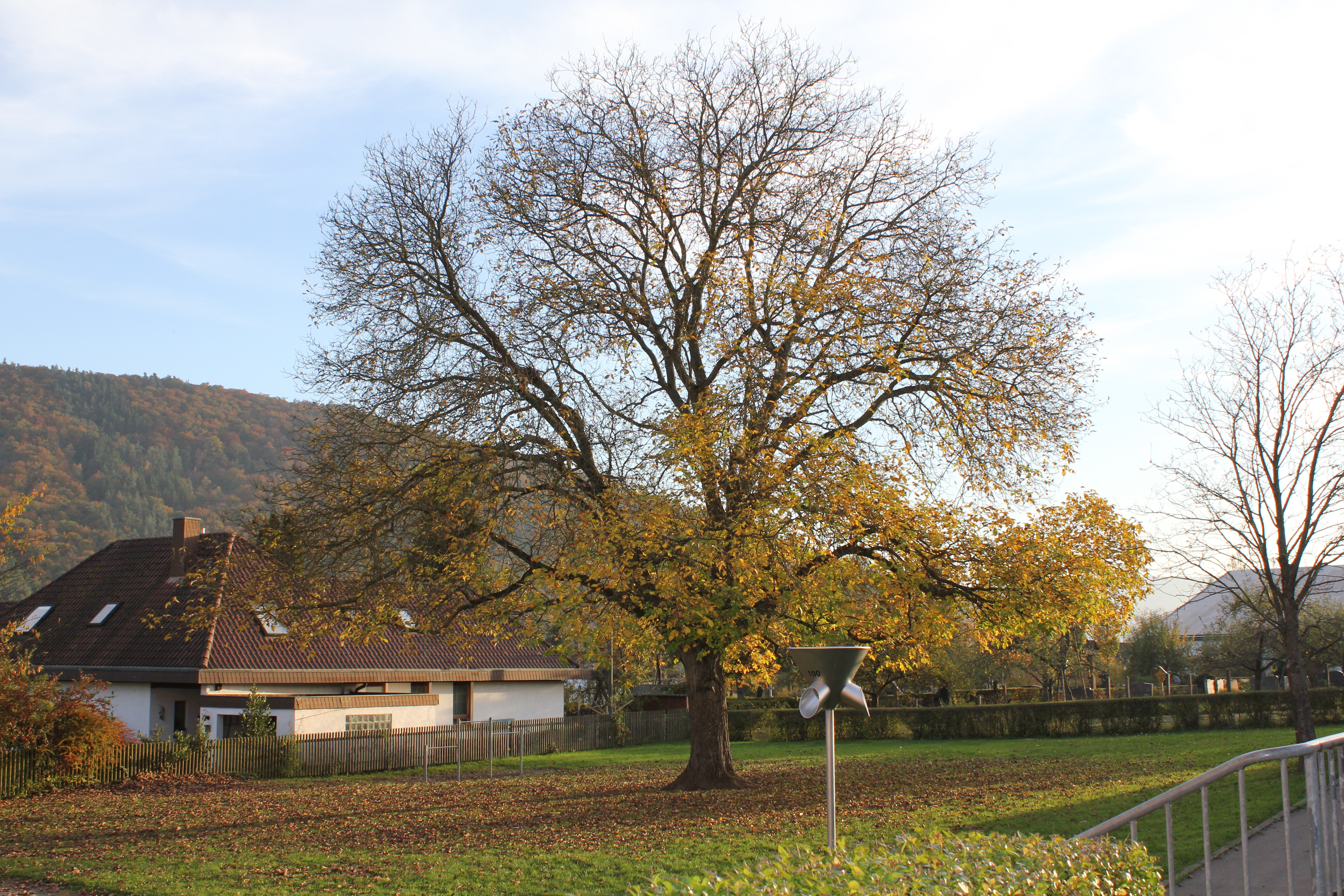 Baum